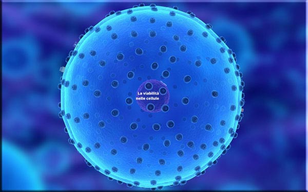 La viabilità nelle cellule